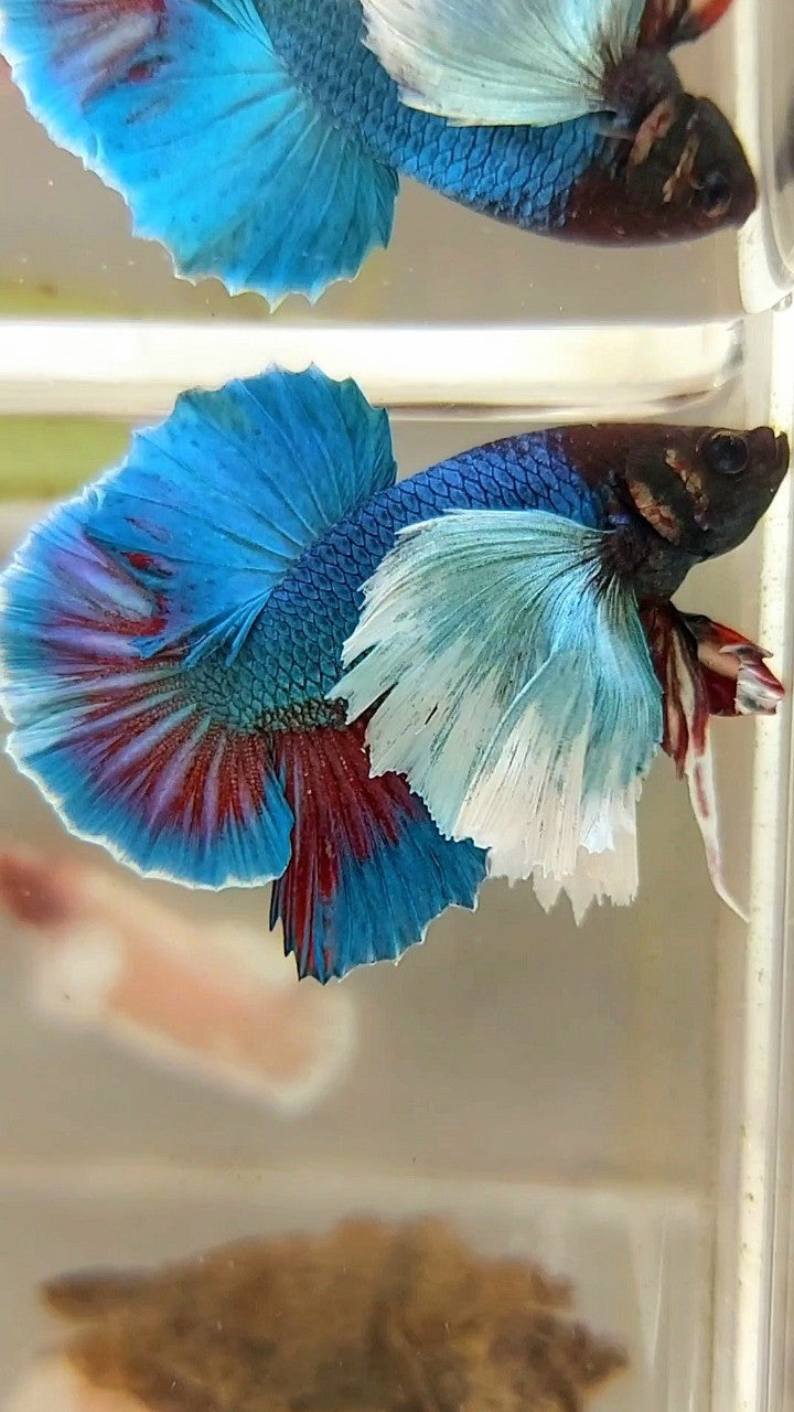 HMPK SUPER DUMBO EAR GREEN-BLUE TURQUOISE BETTA FISH