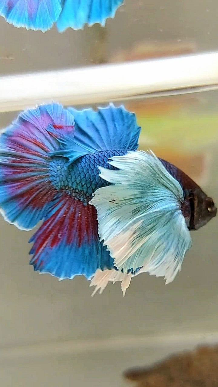 HMPK SUPER DUMBO EAR GREEN-BLUE TURQUOISE BETTA FISH