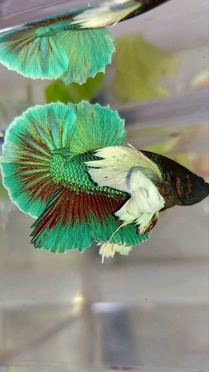 HMPK SUPER DUMBO EAR GREEN-BLUE TURQUOISE BETTA FISH