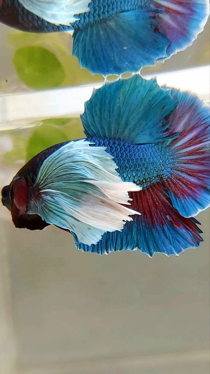 HMPK SUPER DUMBO EAR GREEN-BLUE TURQUOISE BETTA FISH
