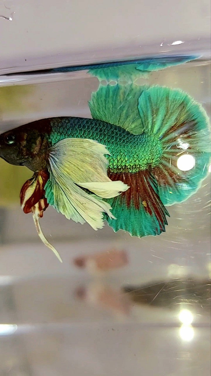 HMPK SUPER DUMBO EAR GREEN-BLUE TURQUOISE BETTA FISH