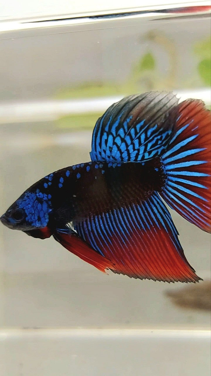 LONGFIN HALFMOON BLUE ALIEN SAMURAI GALAXY HYBRID WILD BETTA FISH