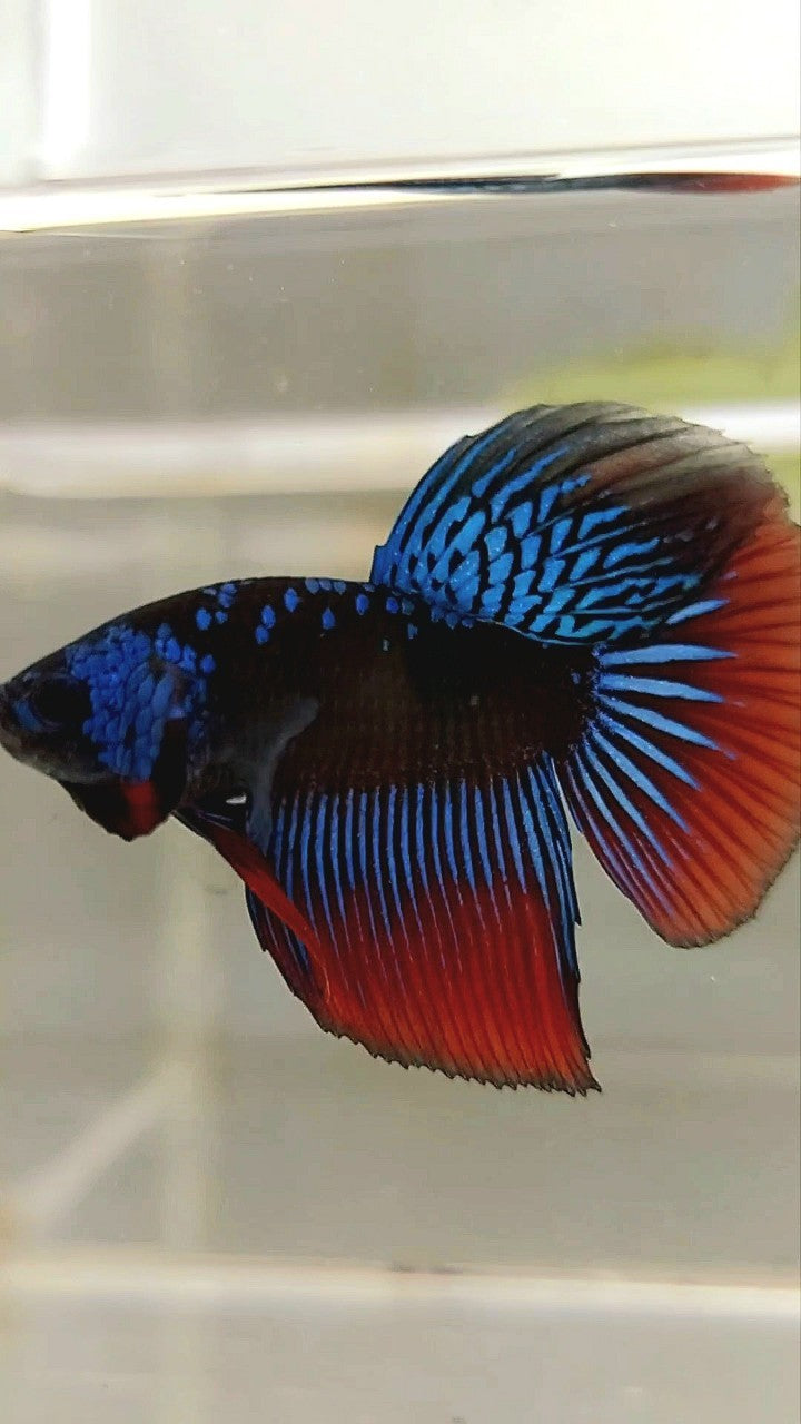 LONGFIN HALFMOON BLUE ALIEN SAMURAI GALAXY HYBRID WILD BETTA FISH