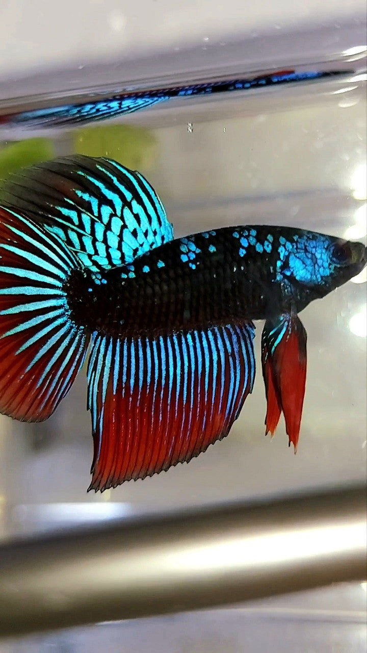 LONGFIN HALFMOON BLUE ALIEN SAMURAI GALAXY HYBRID WILD BETTA FISH