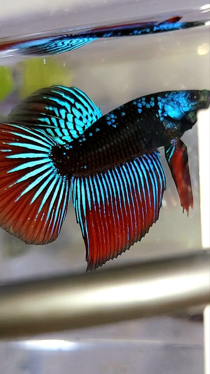 LONGFIN HALFMOON BLUE ALIEN SAMURAI GALAXY HYBRID WILD BETTA FISH