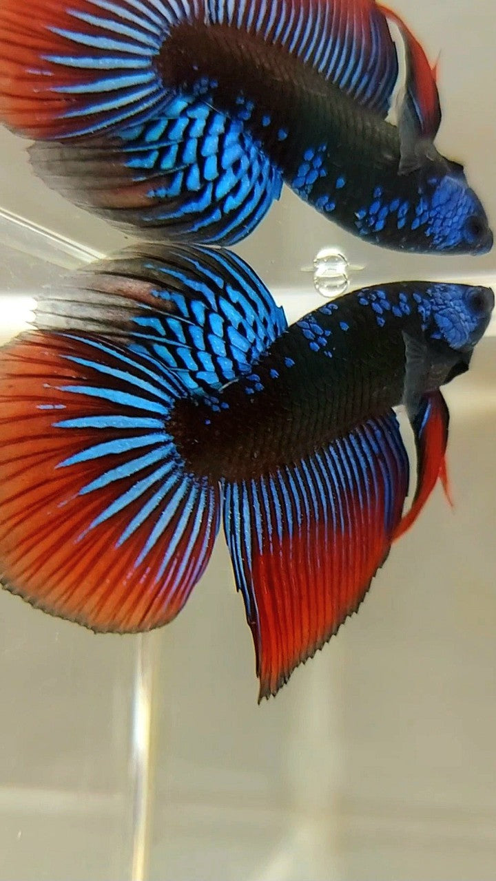 LONGFIN HALFMOON BLUE ALIEN SAMURAI GALAXY HYBRID WILD BETTA FISH