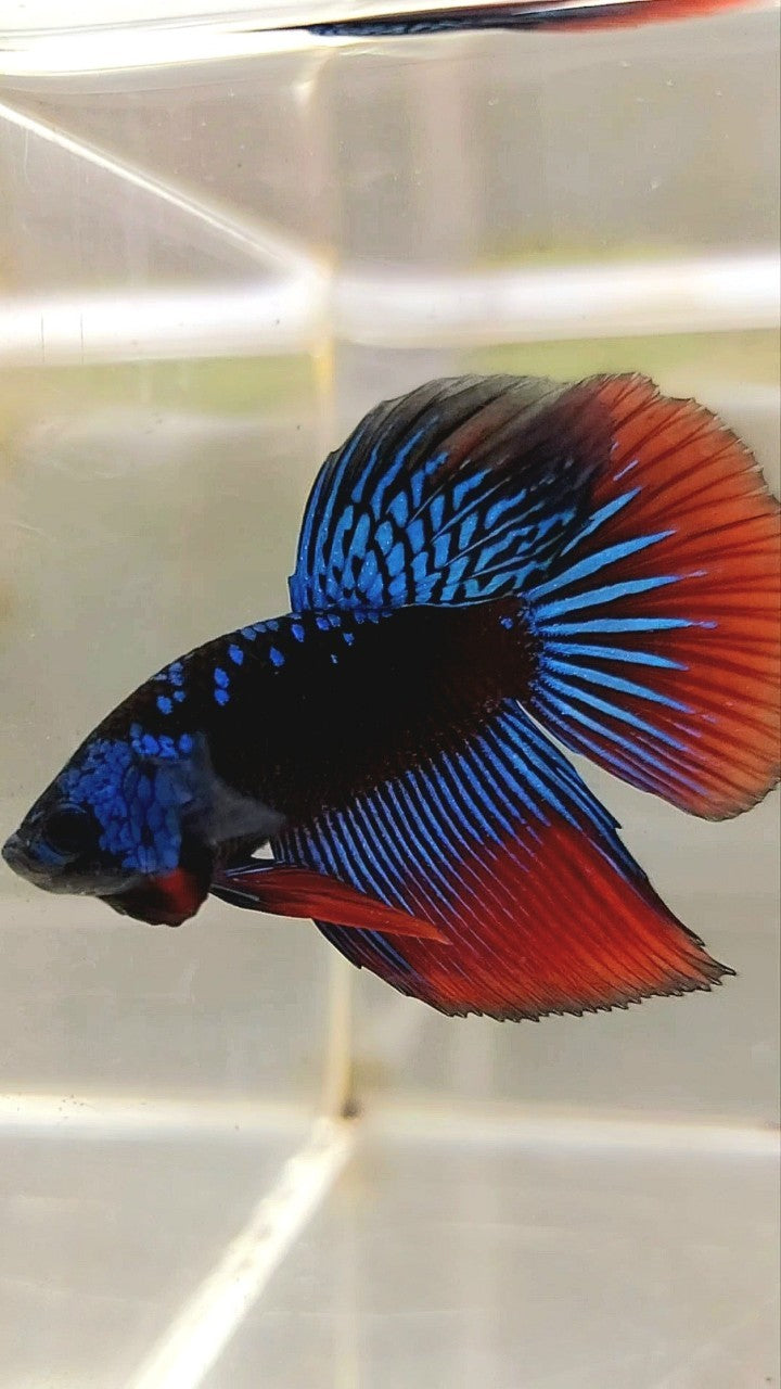 LONGFIN HALFMOON BLUE ALIEN SAMURAI GALAXY HYBRID WILD BETTA FISH