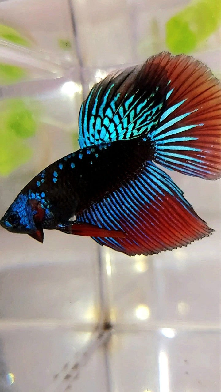 LONGFIN HALFMOON BLUE ALIEN SAMURAI GALAXY HYBRID WILD BETTA FISH