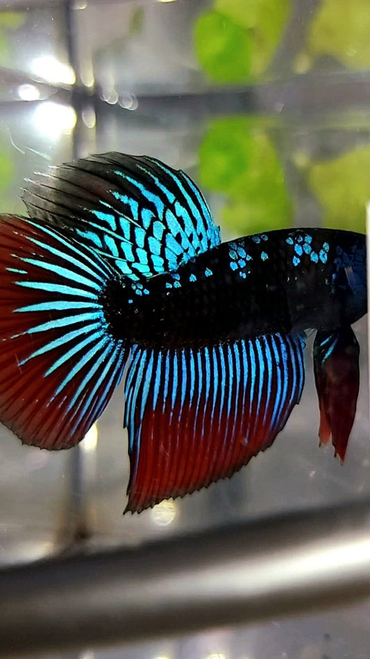 LONGFIN HALFMOON BLAUER ALIEN SAMURAI GALAXY HYBRID WILD BETTA FISCH