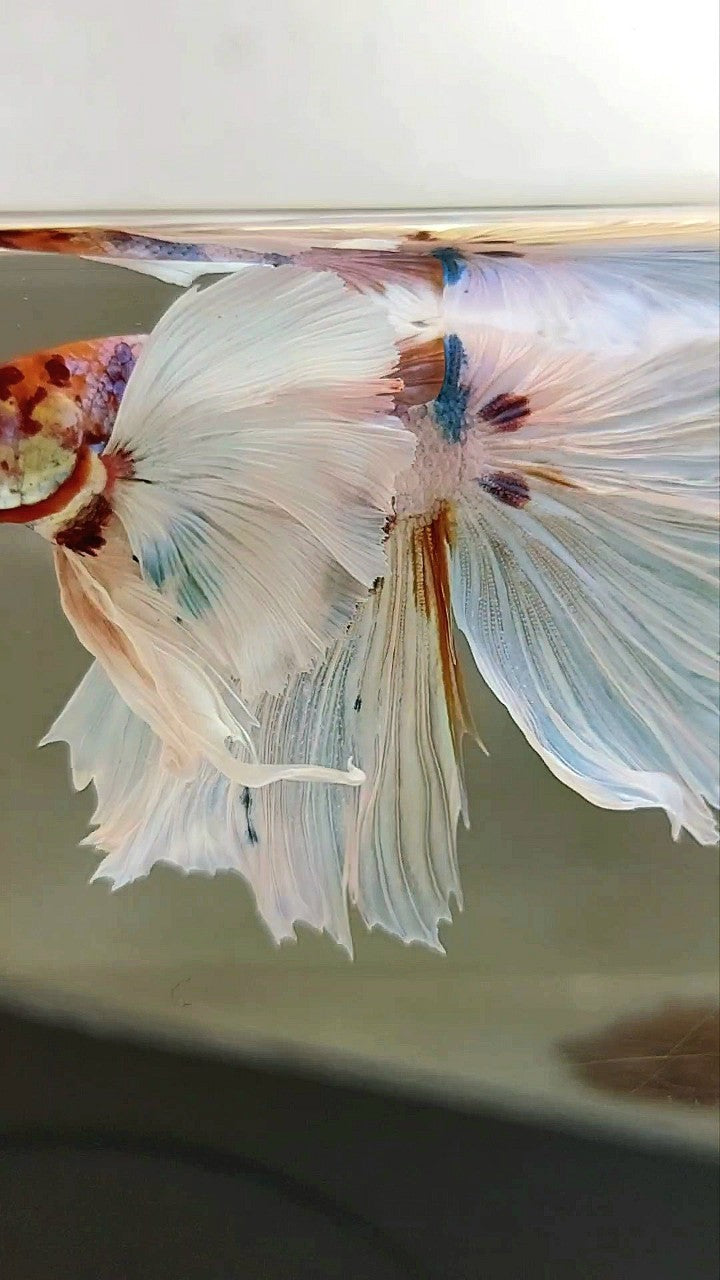 XL HALFMOON SUPER DUMBO EAR ROSETAIL WHITE CANDY MULTICOLOR BETTA FISH