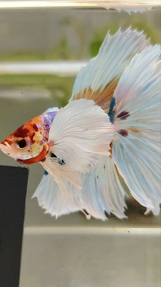 XL HALFMOON SUPER DUMBO EAR ROSETAIL WHITE CANDY MULTICOLOR BETTA FISH