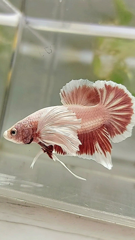 PLAKAT DUMBO OHR LAVENDEL BETTA FISCH