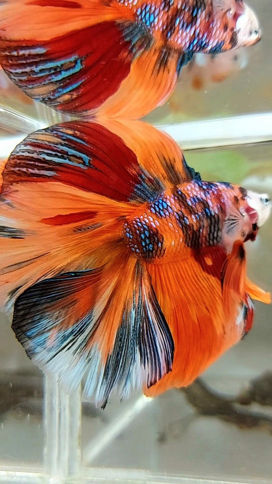 XL HALFMOON DOUBLE TAIL ORANGE GALAXY MULTICOLOR BETTA FISH
