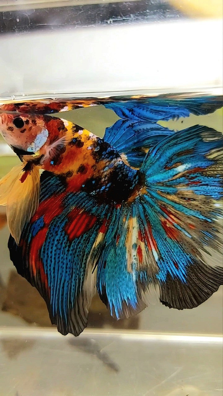 GIANT SIZE HALFMOON ROSETAIL TL 8CM YELLOW BLACK KOI GALAXY MULTICOLOR BETTA FISH