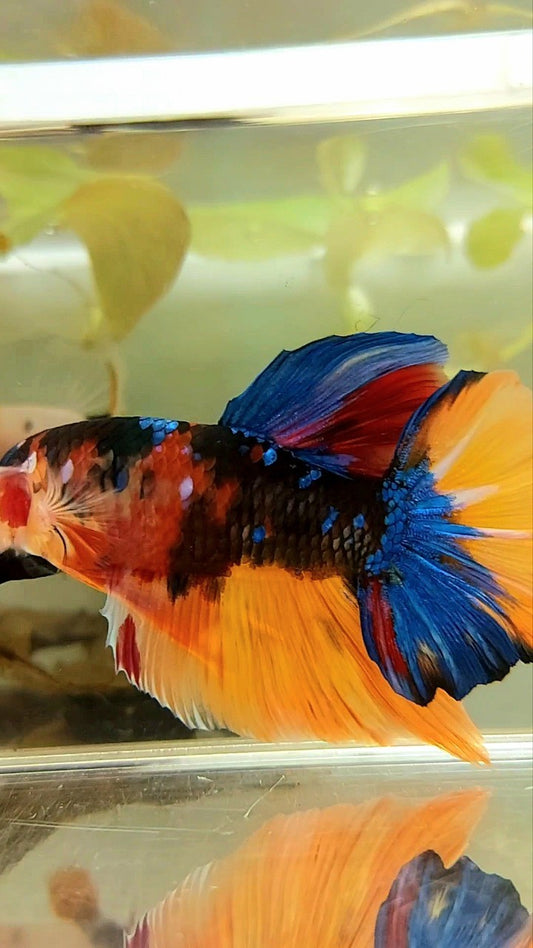 RIESIGER PLAKAT BO 5,5 CM ORANGE GALAXY BLAU MEHRFARBIGER BETTA-FISCH