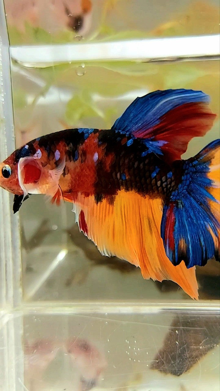 GIANT PLAKAT BO 5,5CM ORANGE GALAXY BLUE MULTICOLOR BETTA FISH