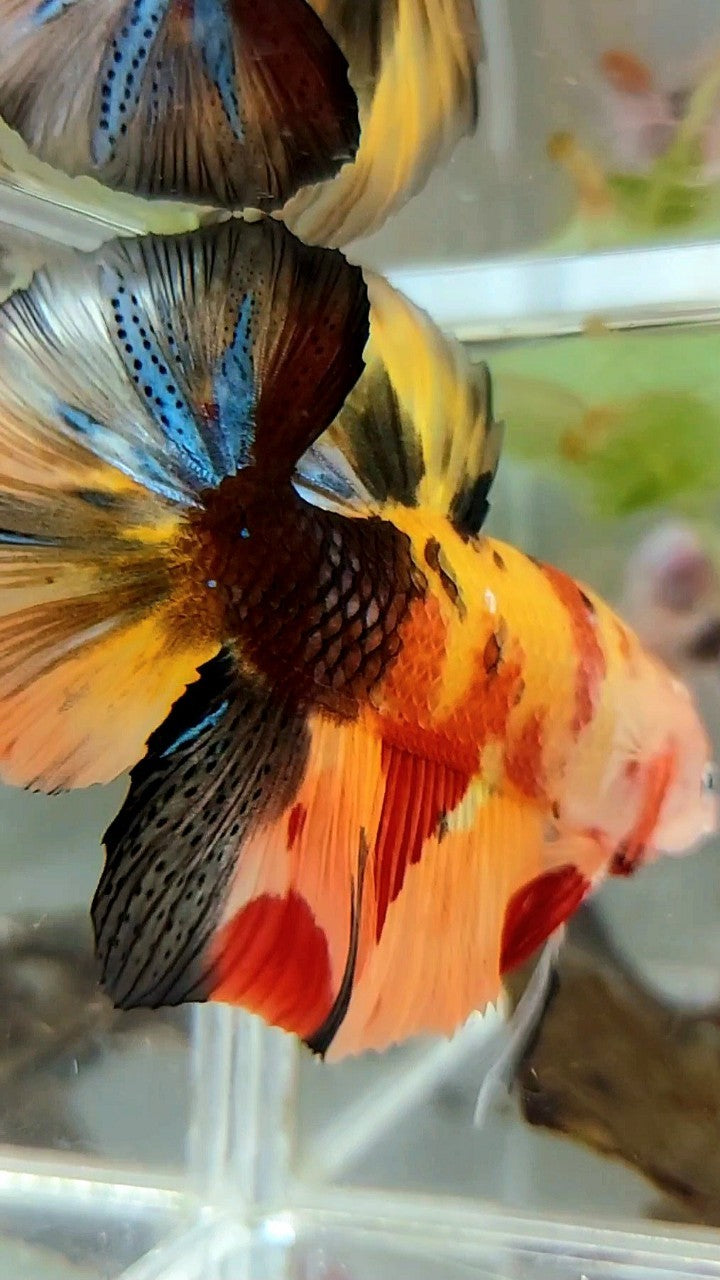 GIANT HMPK PLAKAT BO 5,5CM ORANGE YELLOW TIGER MULTICOLOR BETTA FISH