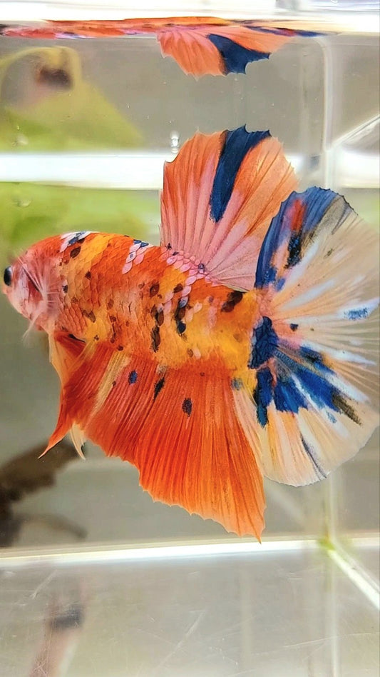 GIANT HMPK BO 5,5CM ORANGE PURPLE GALAXY MULTICOLOR BETTA FISH