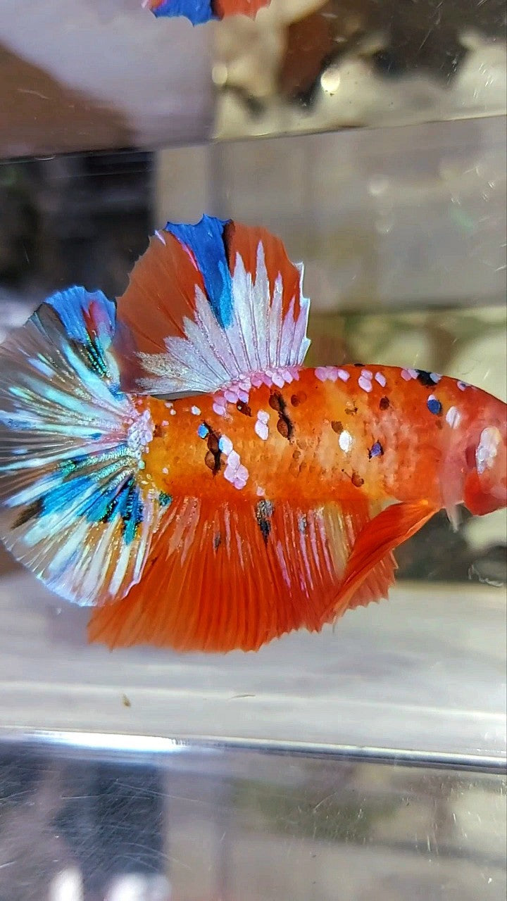 GIANT HMPK BO 5,5CM ORANGE PURPLE GALAXY MULTICOLOR BETTA FISH