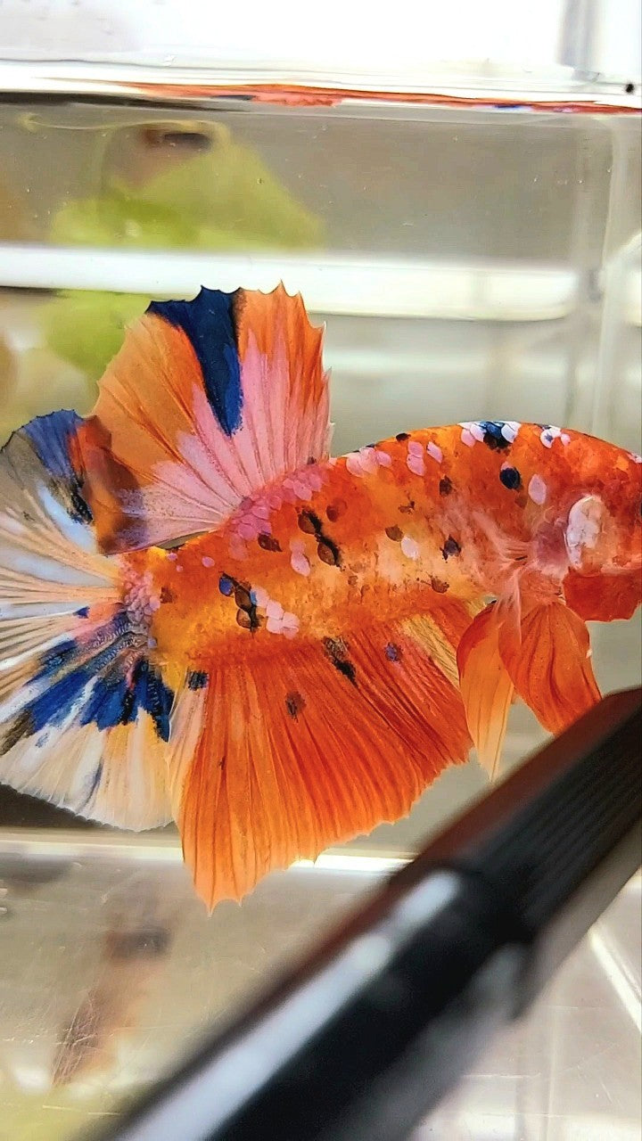 GIANT HMPK BO 5,5CM ORANGE PURPLE GALAXY MULTICOLOR BETTA FISH