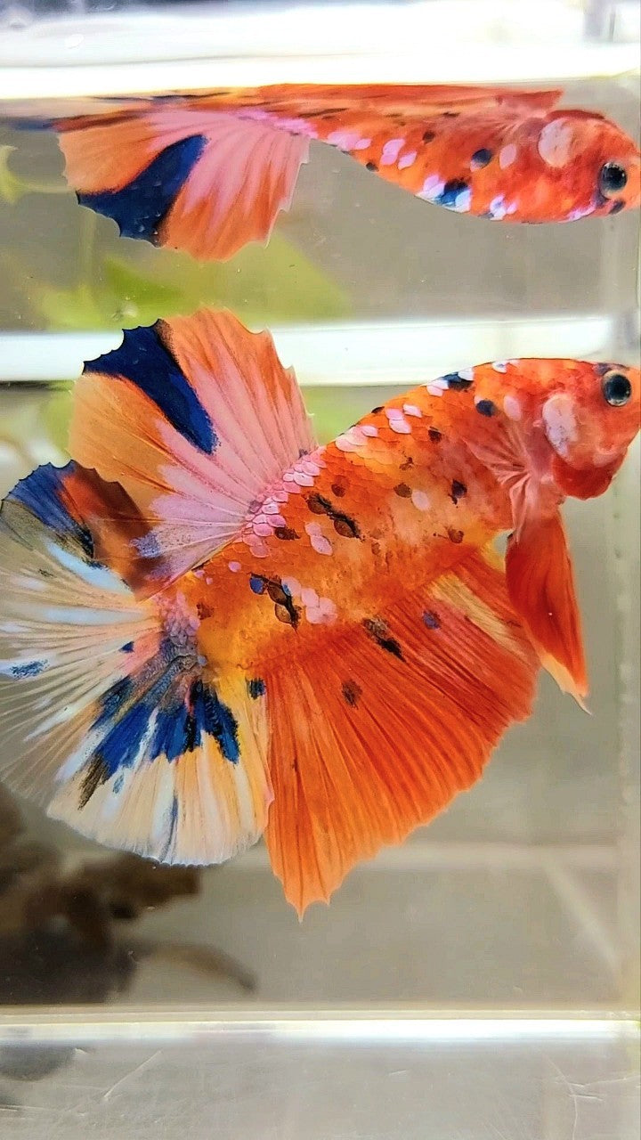 GIANT HMPK BO 5,5CM ORANGE PURPLE GALAXY MULTICOLOR BETTA FISH
