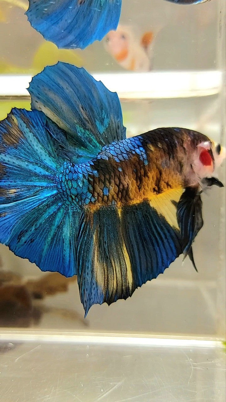 GIANT HMPK BO 5,5CM BLUE YELLOW KOI GALAXY MULTICOLOR BETTA FISH