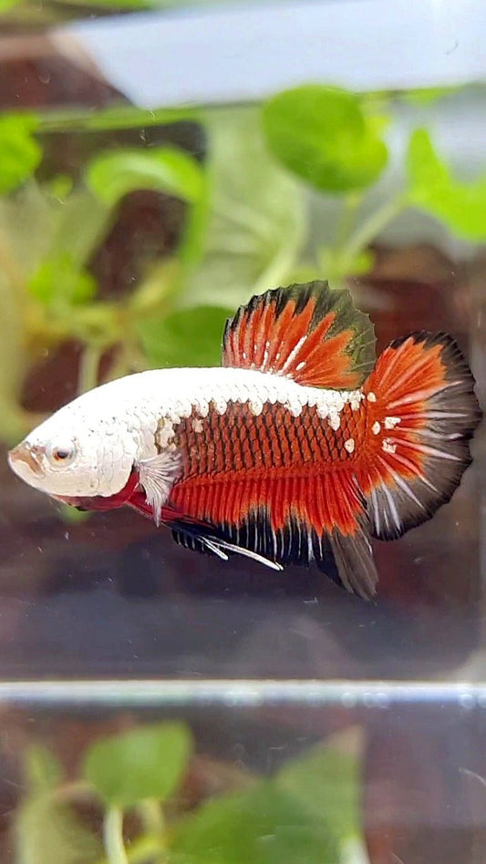 PLAKAT BLACK SAMURAI SNOW MASKING RED BETTA FISH