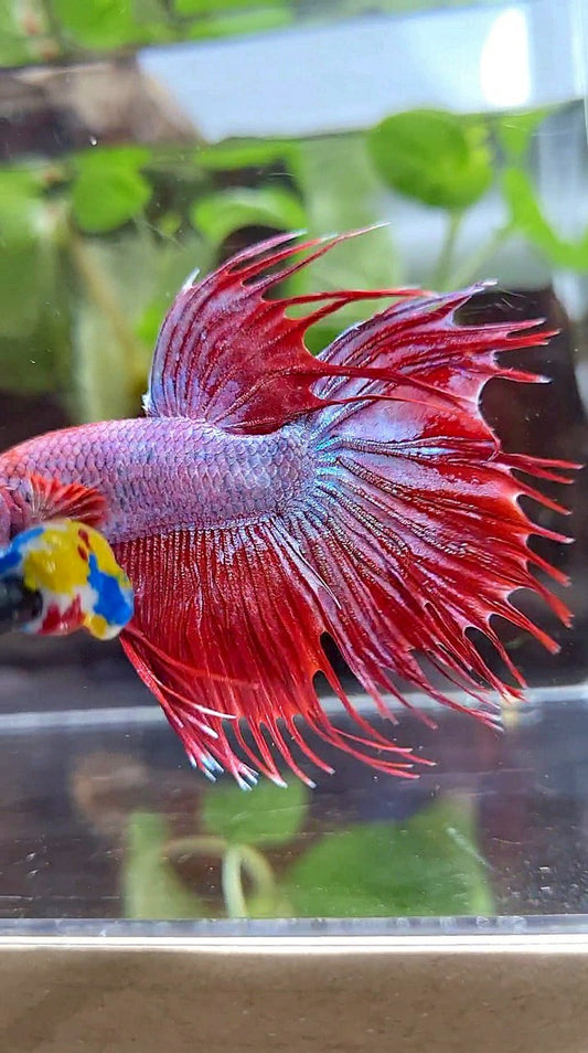 CROWNTAIL HALFSUN RED PURPLE FANCY BETTA FISH