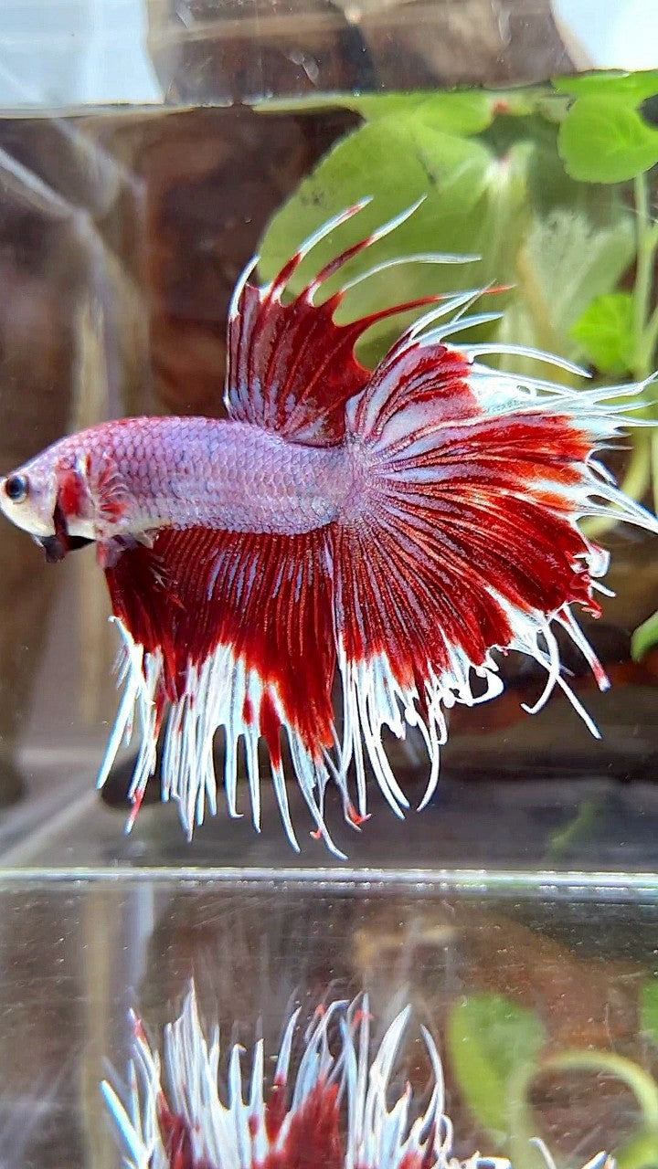 CROWNTAIL HALFSUN PURPLE RED FANCY BETTA FISH