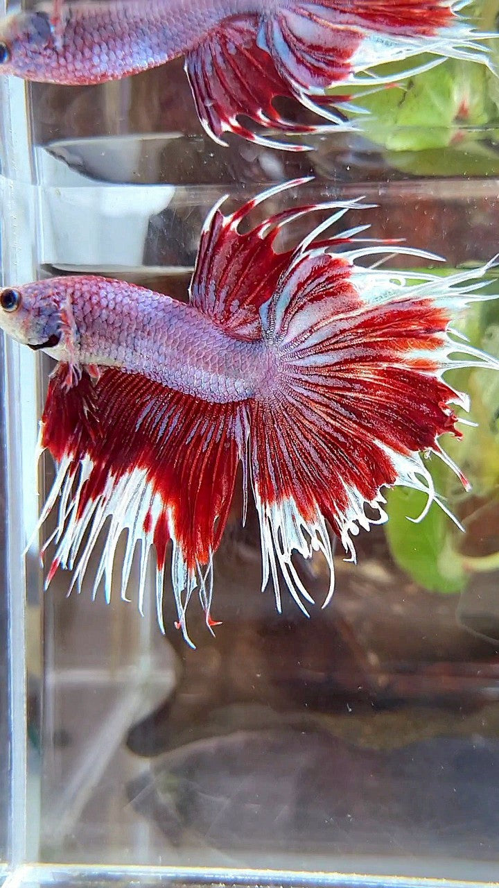 CROWNTAIL HALFSUN PURPLE RED FANCY BETTA FISH