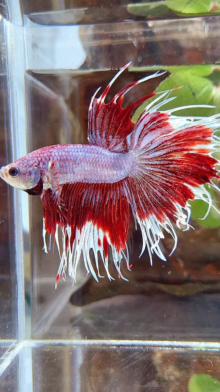 CROWNTAIL HALFSUN PURPLE RED FANCY BETTA FISH