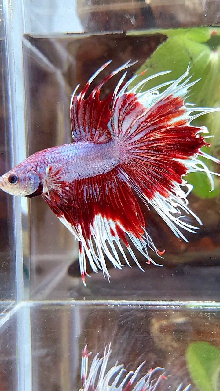CROWNTAIL HALFSUN PURPLE RED FANCY BETTA FISH