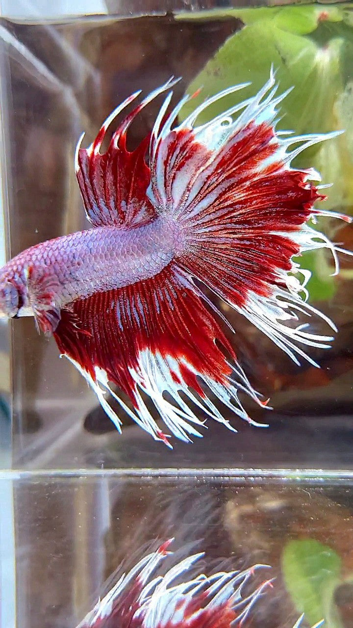 CROWNTAIL HALFSUN PURPLE RED FANCY BETTA FISH