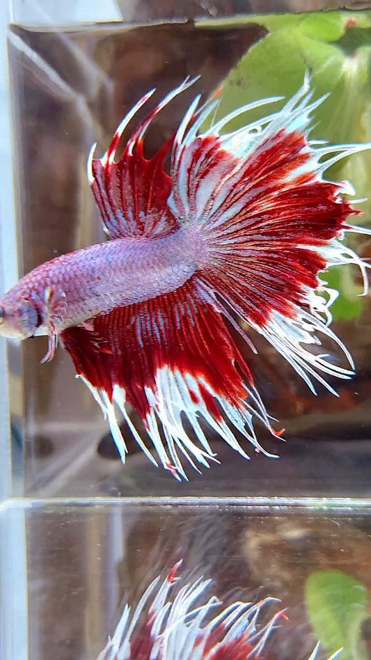CROWNTAIL HALFSUN PURPLE RED FANCY BETTA FISH