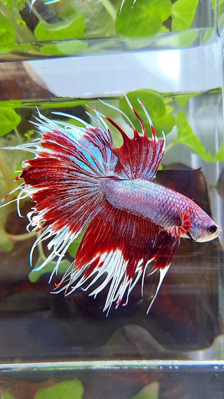 CROWNTAIL HALFSUN PURPLE RED FANCY BETTA FISH