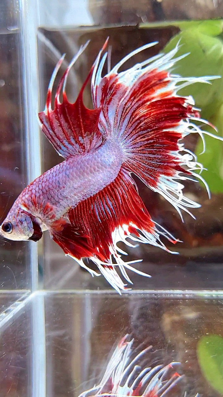 CROWNTAIL HALFSUN PURPLE RED FANCY BETTA FISH