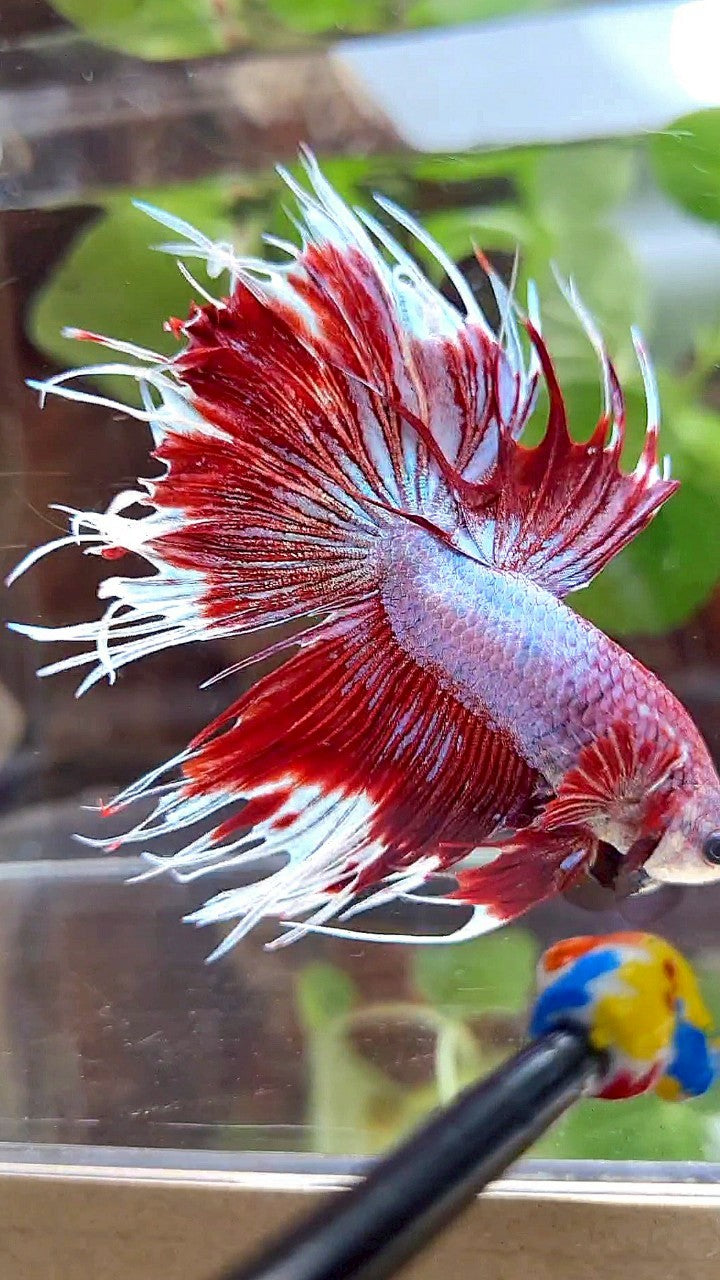 CROWNTAIL HALFSUN PURPLE RED FANCY BETTA FISH