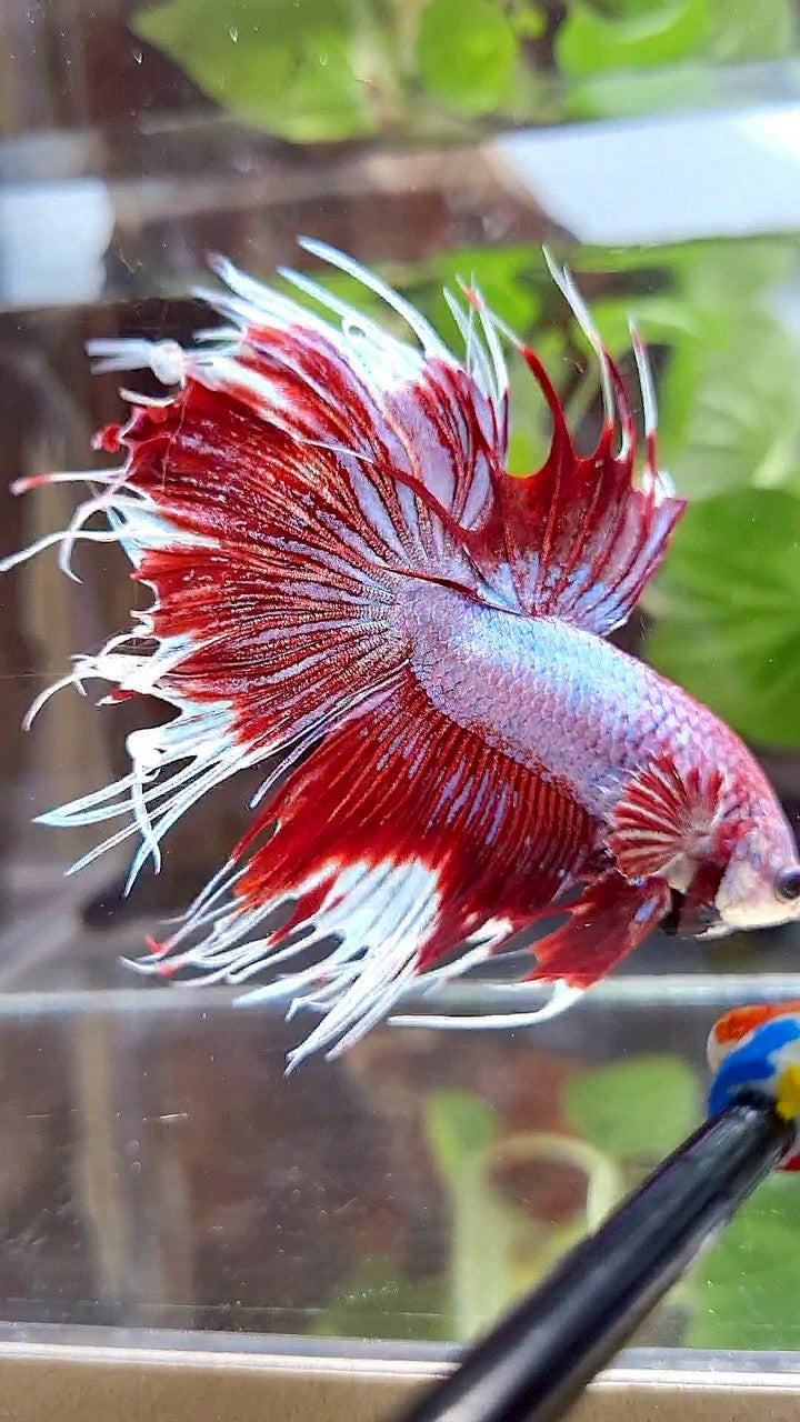 CROWNTAIL HALFSUN PURPLE RED FANCY BETTA FISH