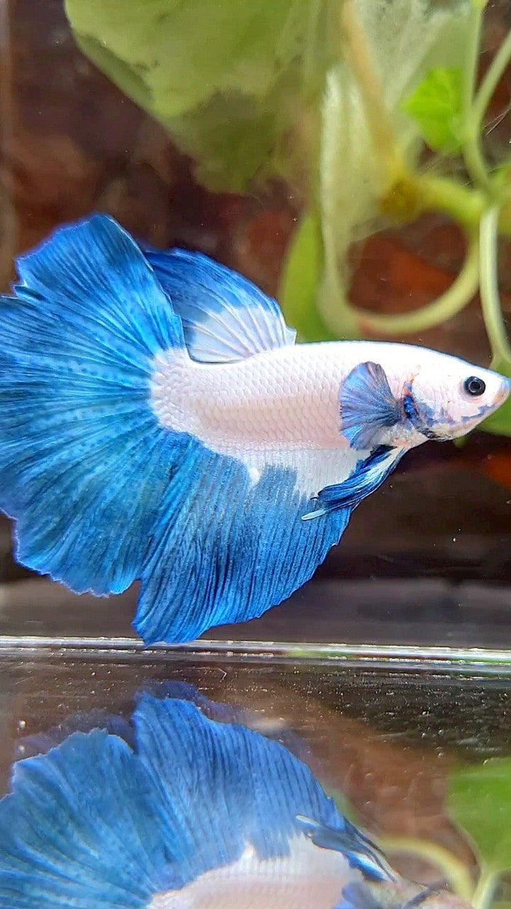HALFMOON ROSETAIL BLUE RIM BICOLOR BETTA FISH