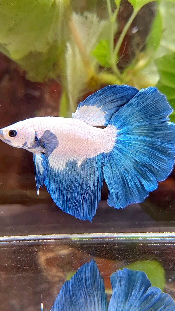 HALFMOON ROSETAIL BLUE RIM BICOLOR BETTA FISH