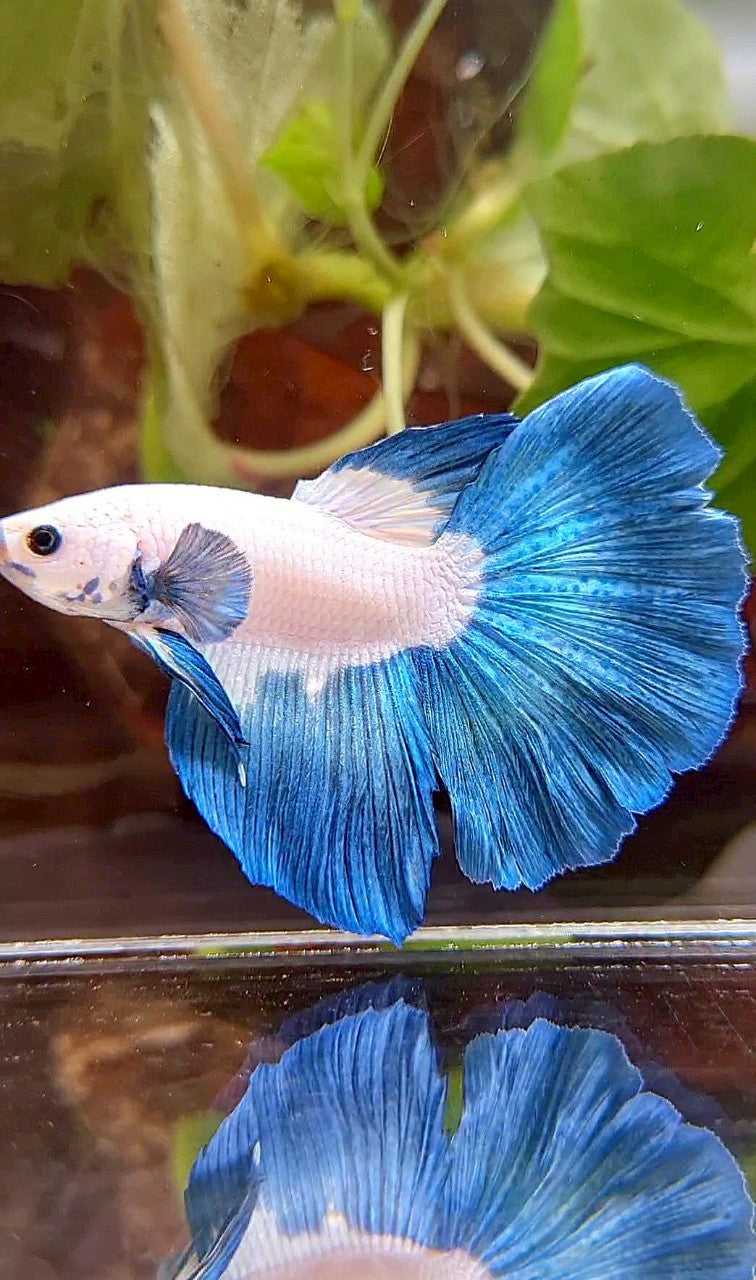 HALFMOON ROSETAIL BLUE RIM BICOLOR BETTA FISH
