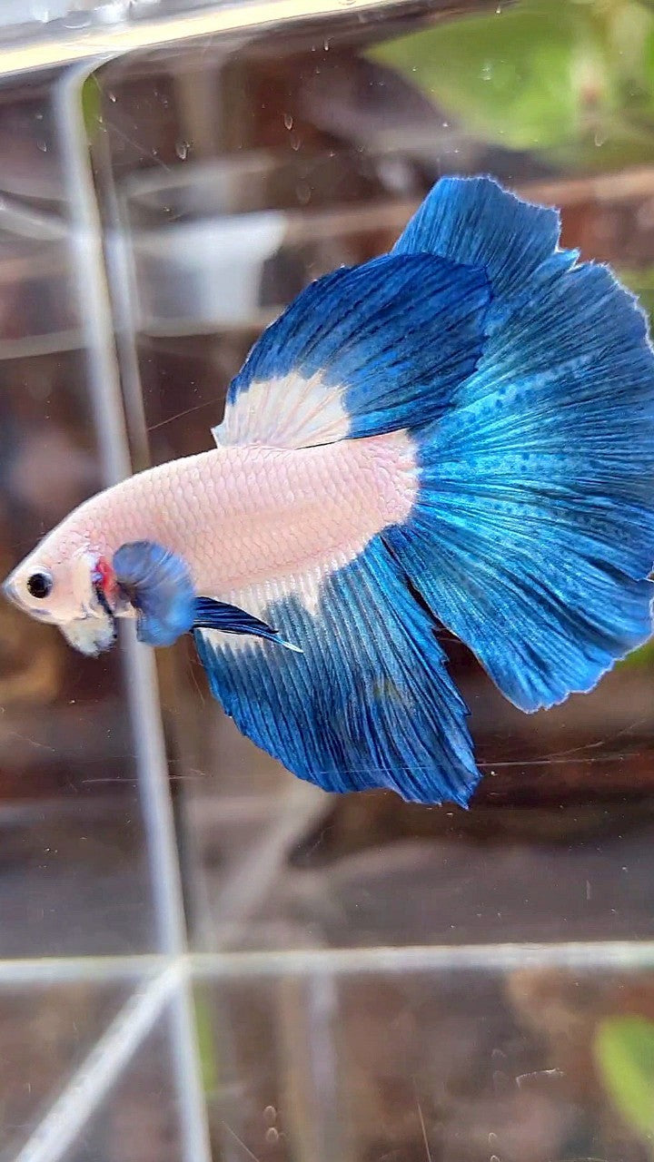 HALFMOON ROSETAIL BLUE RIM BICOLOR BETTA FISH