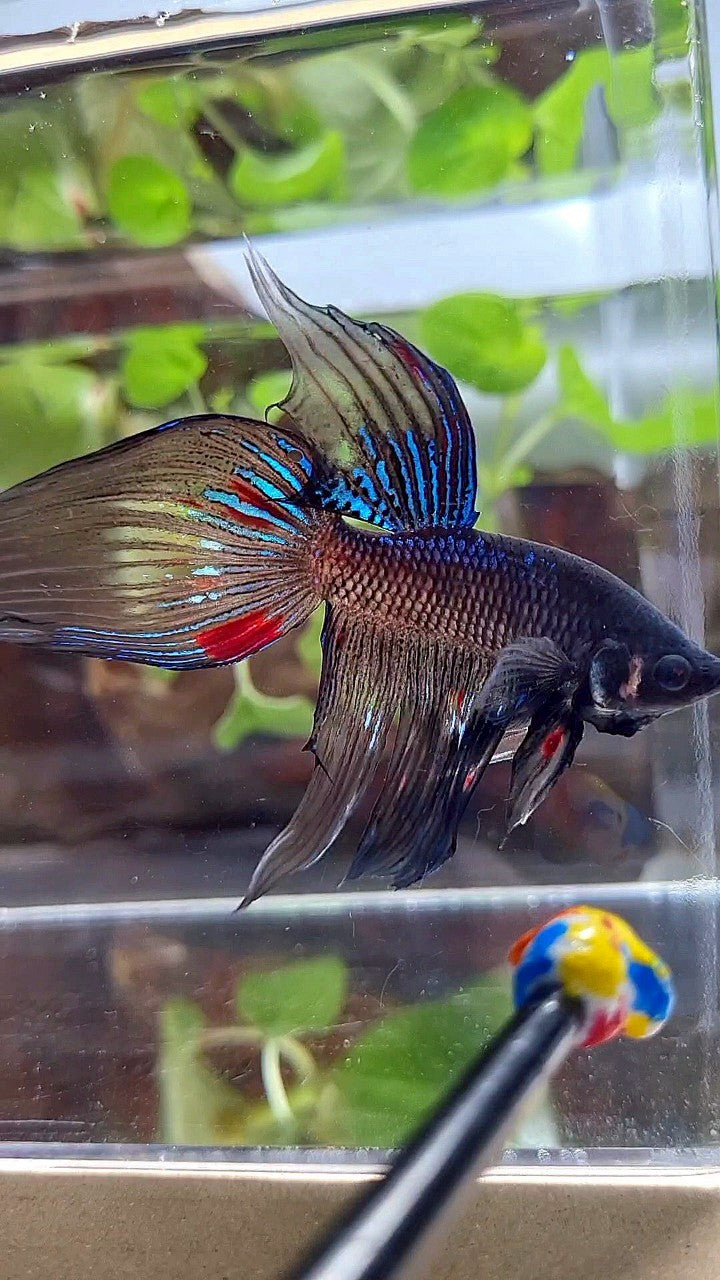 VEILTAIL BLACK AVATAR VARIATION BETTA FISH