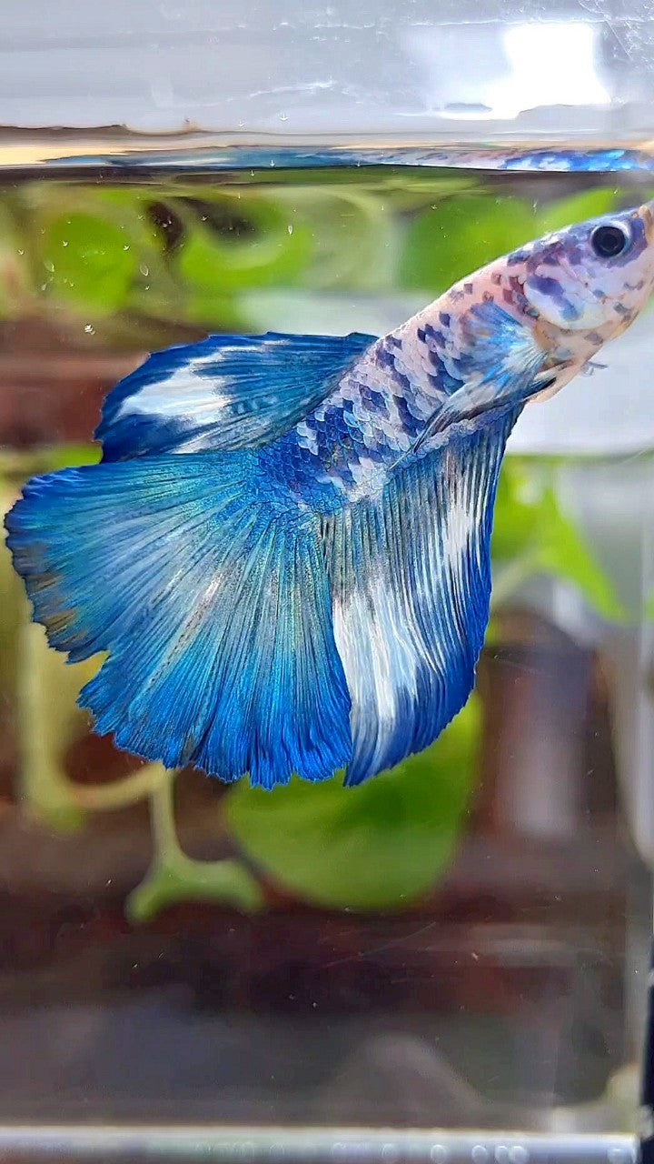 HALFMOON BLUE DOTS MARBLE BETTA FISH