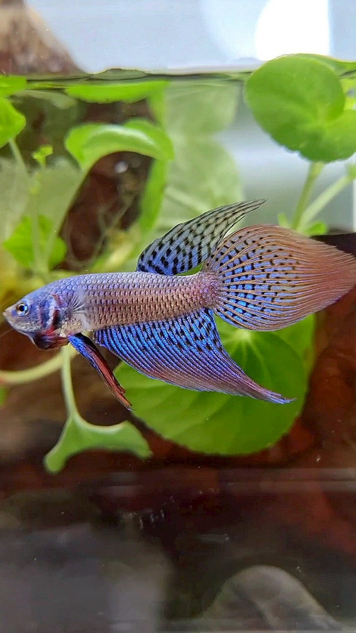 VEILTAIL ALIEN BLUE HYBRID WILD BETTA FISH