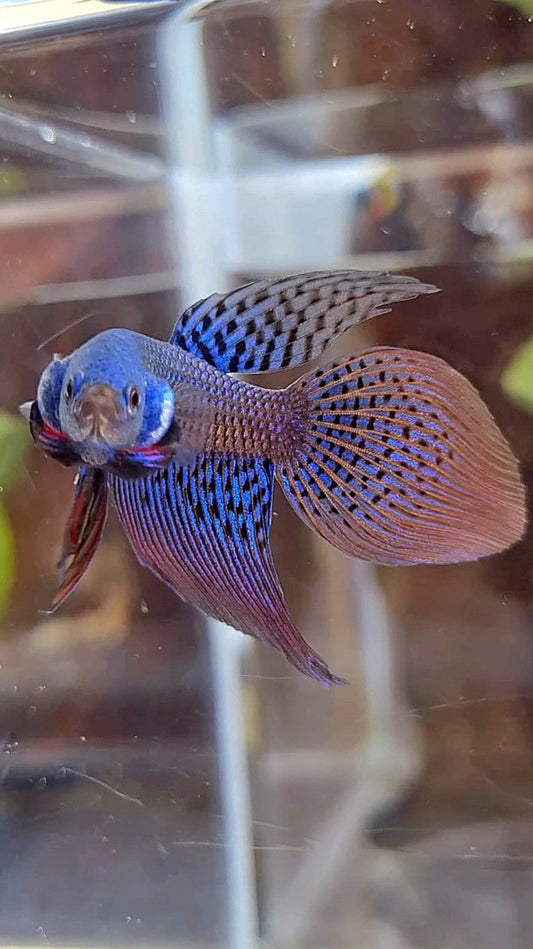 VEILTAIL ALIEN BLUE HYBRID WILD BETTA FISH