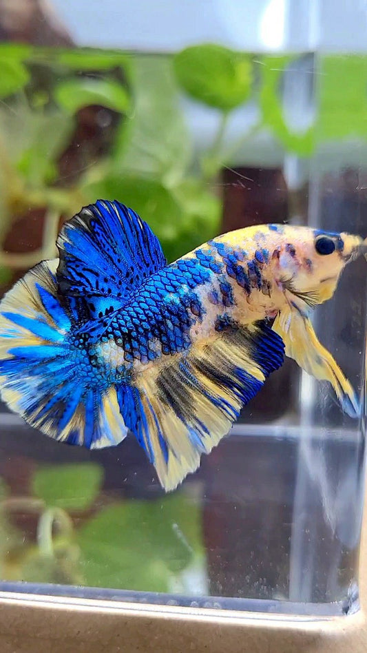 PLAKAT SUPER METTALIC YELLOW BLUE MULTICOLOR BETTA FISH
