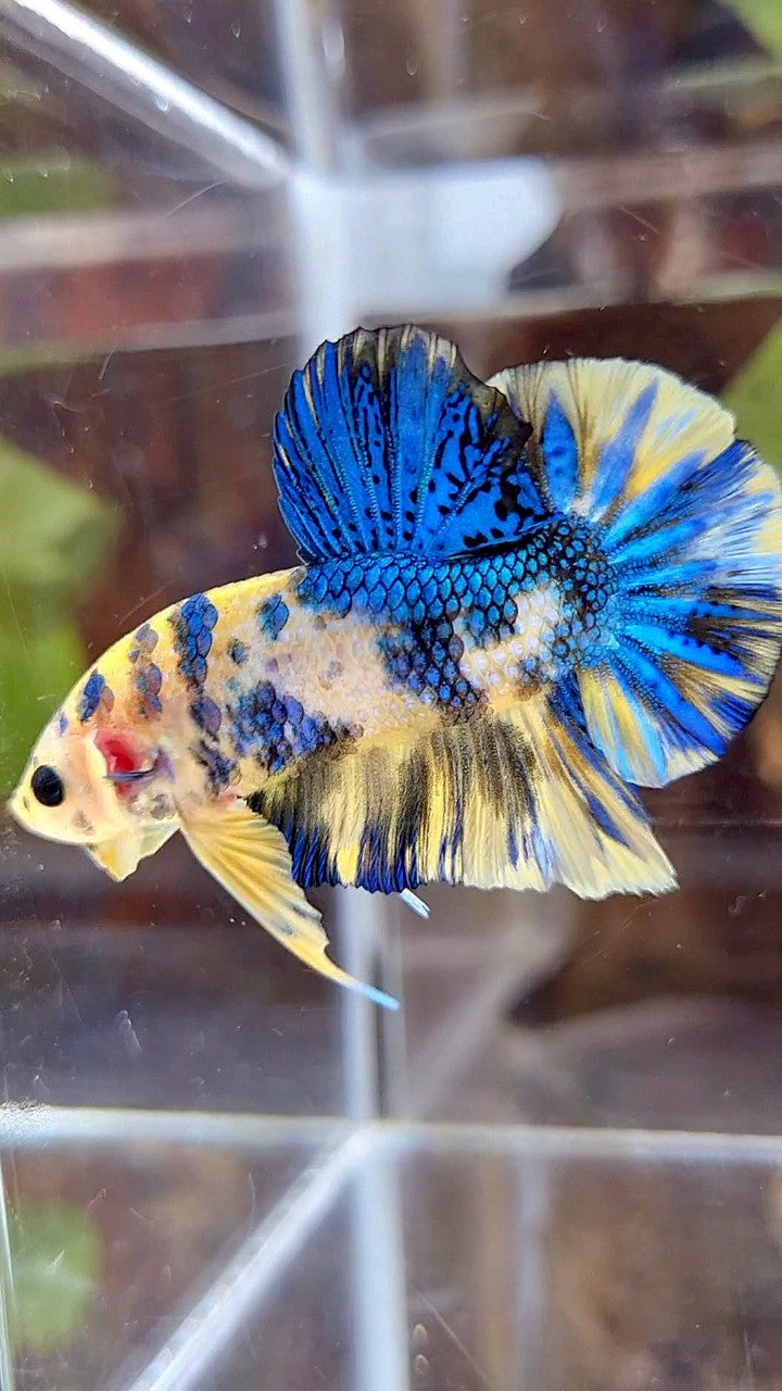 PLAKAT SUPER METTALIC YELLOW BLUE MULTICOLOR BETTA FISH