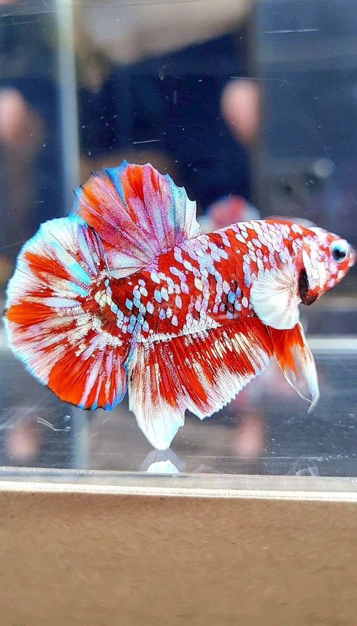 PLAKAT BARONGSAI RED WHITE SUPER GALAXY MULTICOLOR BETTA FISH