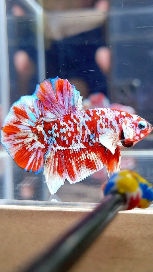 PLAKAT BARONGSAI RED WHITE SUPER GALAXY MULTICOLOR BETTA FISH